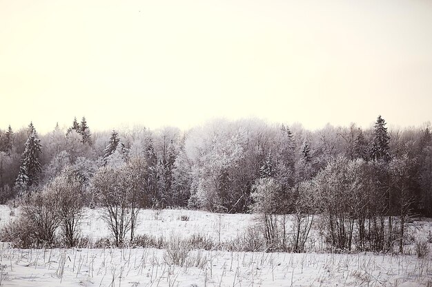 paesaggio invernale nella foresta / tempo nevoso a gennaio, bellissimo paesaggio nella foresta innevata, un viaggio al nord