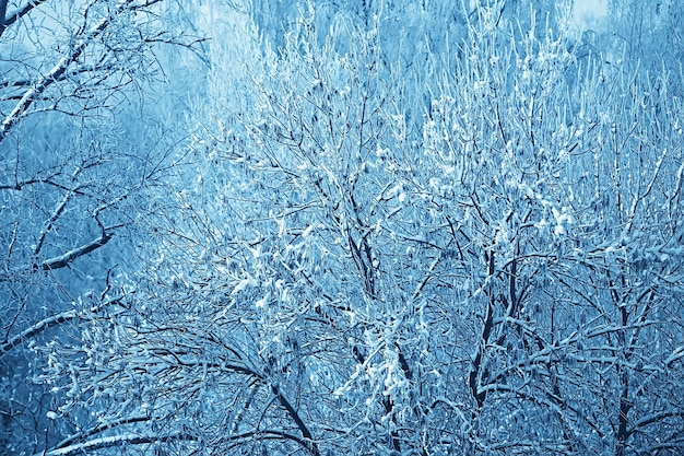 paesaggio invernale nella foresta / tempo nevoso a gennaio, bellissimo paesaggio nella foresta innevata, un viaggio al nord