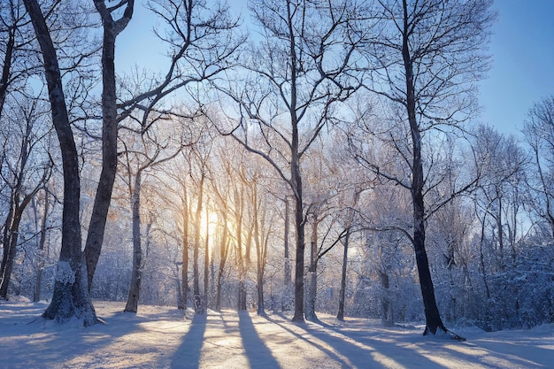 Paesaggio invernale nella foresta