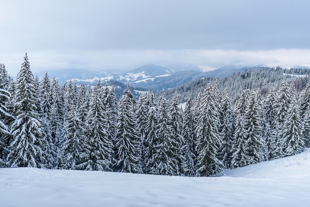 Paesaggio invernale nella foresta