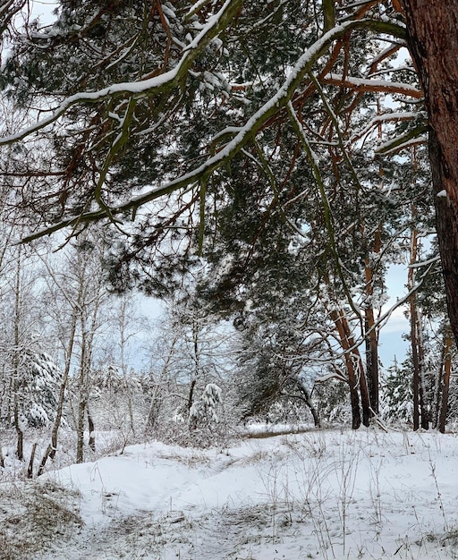 Paesaggio invernale nella foresta