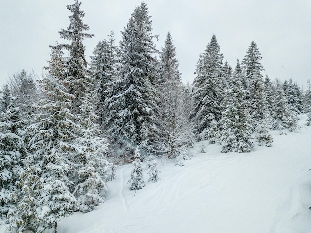 Paesaggio invernale nella nebbia con neve e rami coperti di brina e neve ghiacciata Foto di alta qualità