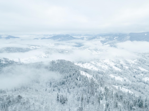 Paesaggio invernale nella nebbia con neve e rami coperti di brina e neve ghiacciata Foto di alta qualità