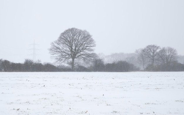 paesaggio invernale neve bianca nel campo vorgestern eingereicht