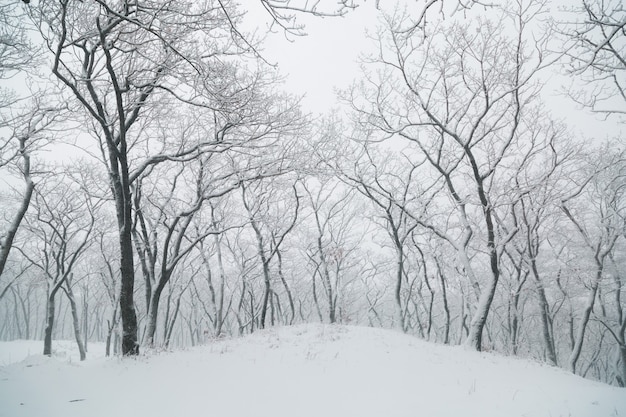 Paesaggio invernale. Nevicata nella foresta. Russia