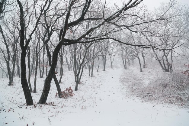 Paesaggio invernale. Nevicata nella foresta. Russia