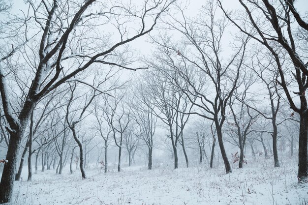 Paesaggio invernale. Nevicata nella foresta. Russia