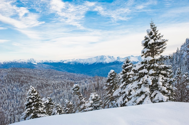 Paesaggio invernale. pista nella neve di Natale. Giorno nuvoloso della foresta della montagna