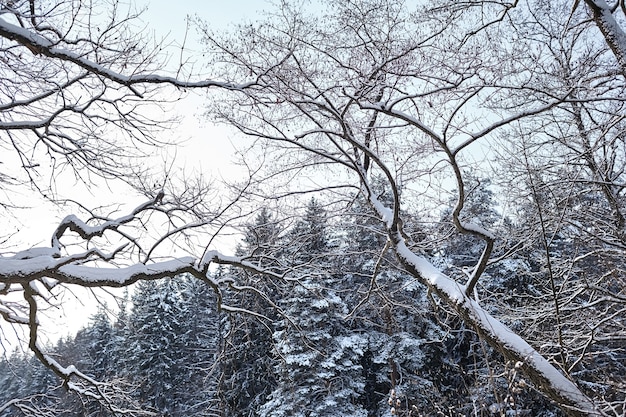 Paesaggio invernale, rami di quercia ricoperti di neve sullo sfondo di abeti, foresta