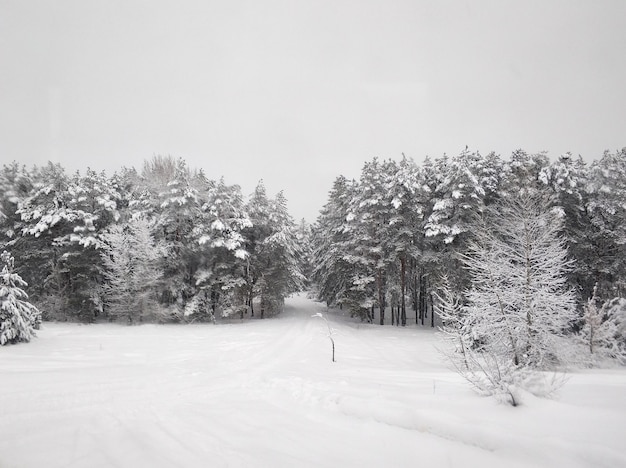 Paesaggio invernale. Scala invernale ricoperta di neve bianca. Alberi nella neve.