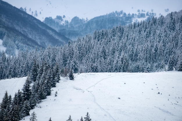 Paesaggio invernale scena invernale di alberi gelidi su sfondo nevoso e nebbioso paesaggio invernale di Natale b