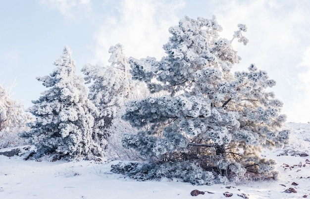 Paesaggio invernale sulla cima di una montagna con alberi innevati