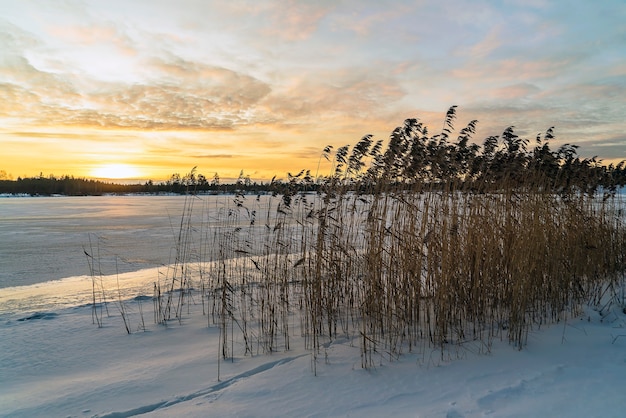 Paesaggio invernale sulla riva di un lago ghiacciato con canne.