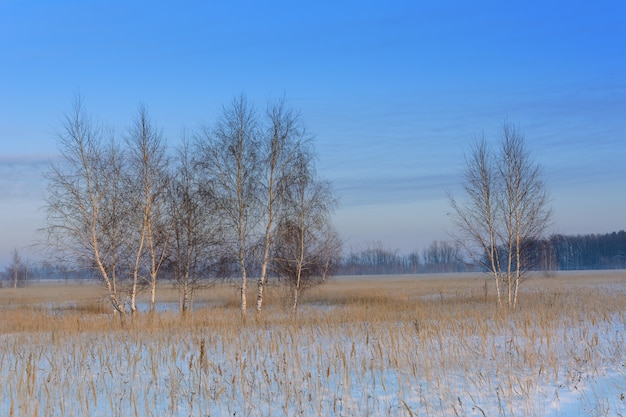 Paesaggio invernale. Un gruppo di betulle sullo sfondo di un bosco, un campo innevato e un cielo azzurro.