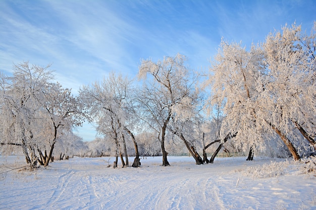 Paesaggio invernale