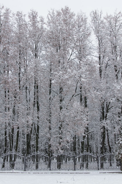 paesaggio invernale