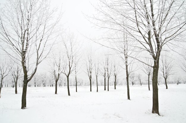 Paesaggio invernale