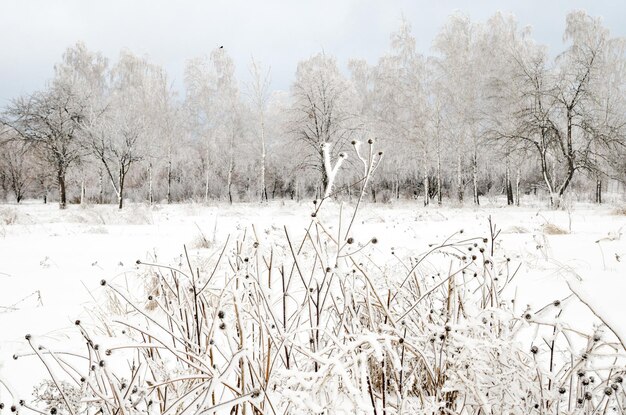 Paesaggio invernale