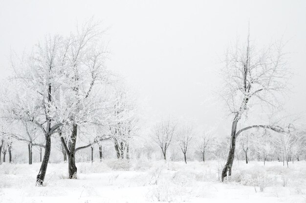 Paesaggio invernale