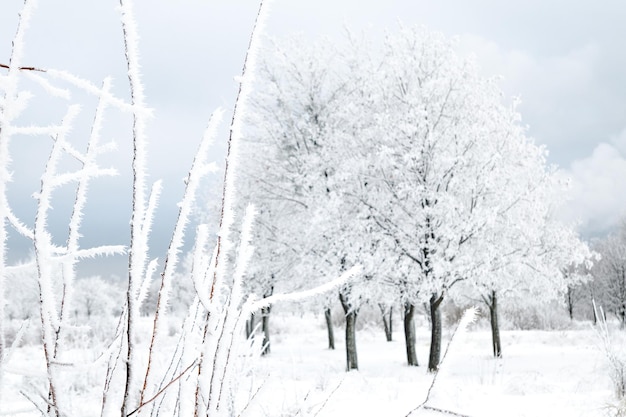 Paesaggio invernale