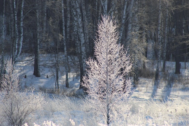 Paesaggio invernale