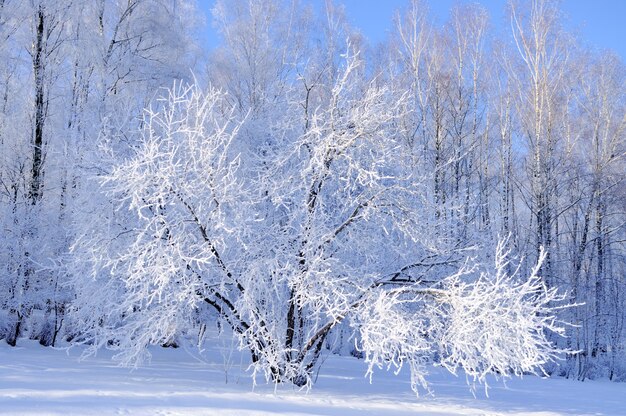 Paesaggio invernale