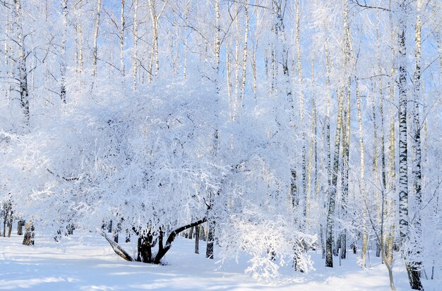 Paesaggio invernale