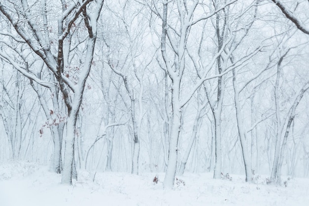 Paesaggio invernale