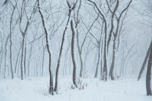 Paesaggio invernale