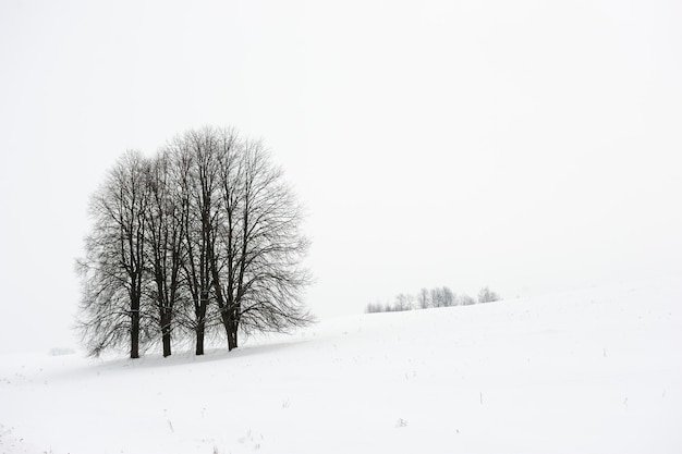 Paesaggio invernale