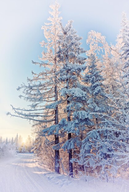 Paesaggio invernale