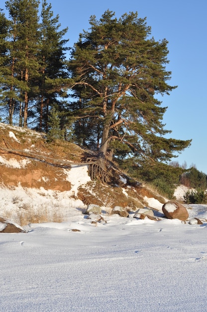 Paesaggio invernale