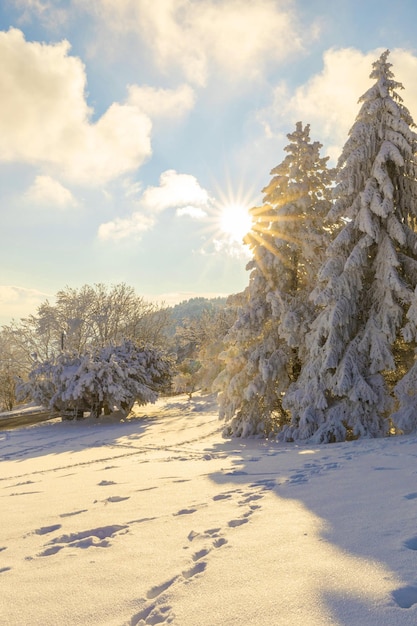 Paesaggio invernale