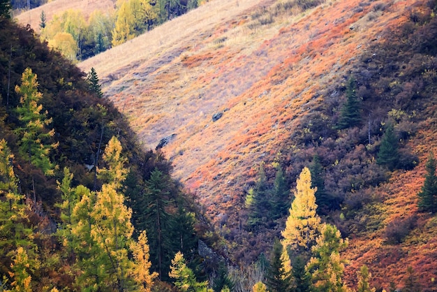 paesaggio larice giallo bella foresta autunnale, ecologia cambiamento climatico