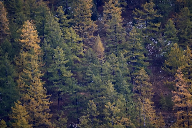 paesaggio larice giallo bella foresta autunnale, ecologia cambiamento climatico