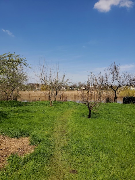 Paesaggio laterale del fiume con la natura primaverile dell'erba verde