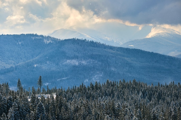 Paesaggio luminoso con alti pini sempreverdi durante abbondanti nevicate nella foresta di montagna invernale in una fredda giornata luminosa.