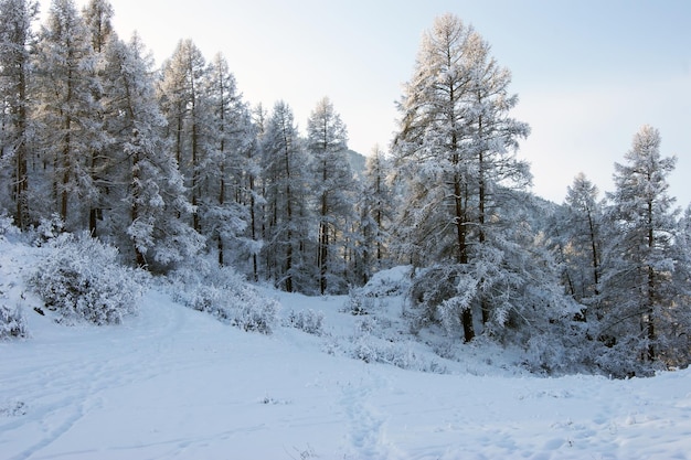 Paesaggio luminoso e colorato legno invernale in siberia