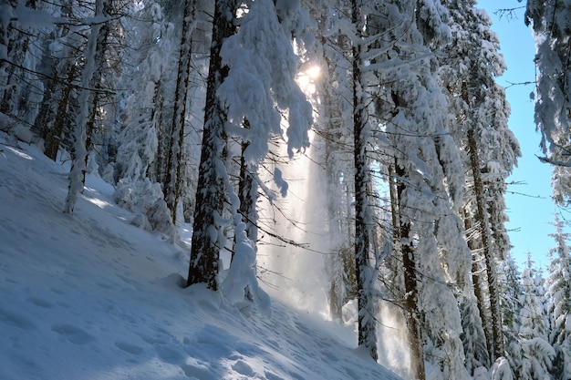 Paesaggio luminoso e soleggiato con neve che cade tra i pini durante abbondanti nevicate nella fitta foresta invernale in una fredda e tranquilla sera.