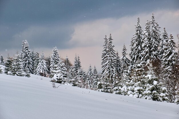 Paesaggio lunatico con alberi di pino ricoperti di neve fresca caduta nella foresta di montagna invernale in una fredda sera cupa.