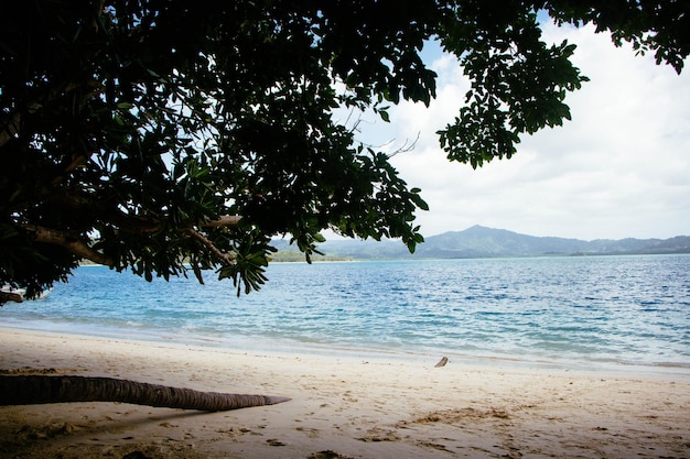 Paesaggio marino. Clima tropicale. Mare e sabbia. Spiaggia deserta. Filippine. Riva dell'oceano.