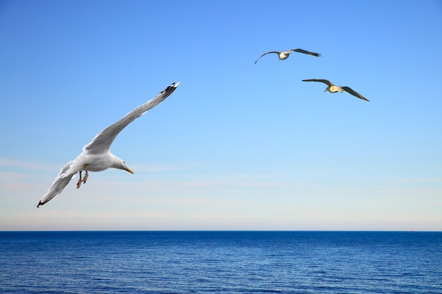 Paesaggio marino con gabbiani in volo