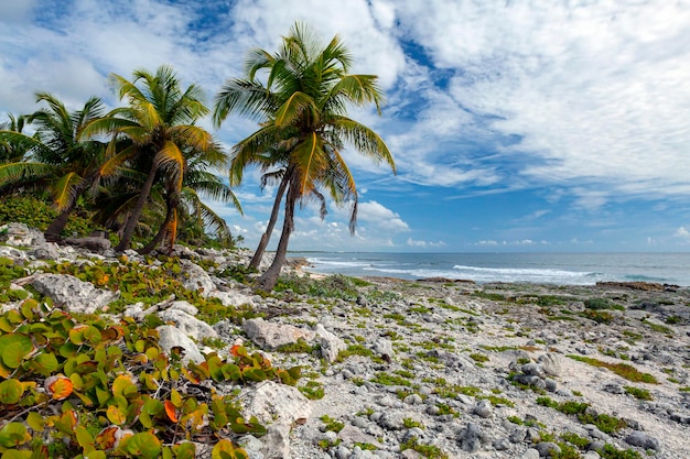 Paesaggio marino della costa caraibica. Penisola dello Yucatan.