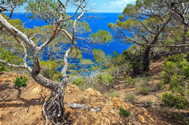 Paesaggio marino estivo con alberi di pino sulla costa rocciosa.