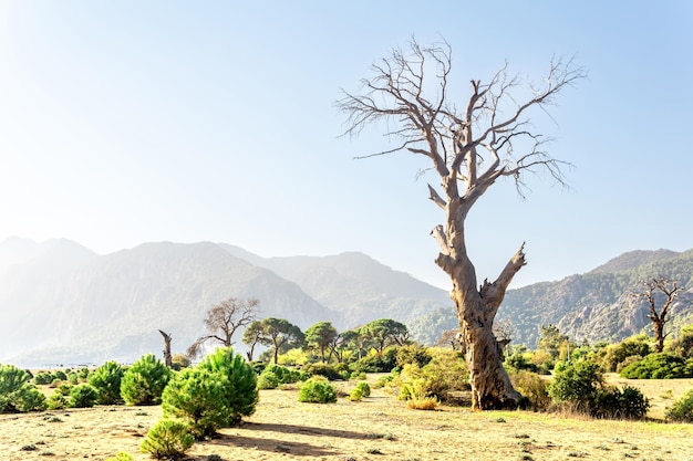 Paesaggio marino tropicale vicino al villaggio di Cirali nell'Olympos BeydaglarÄ± Parco Nazionale in Turchia