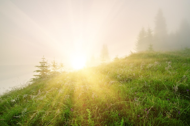 Paesaggio mattutino nebbioso