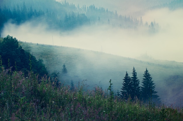 Paesaggio mattutino nebbioso