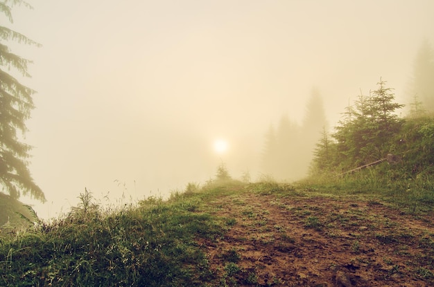 Paesaggio mattutino nebbioso