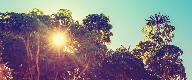 Paesaggio mediterraneo Fogliame in una giornata di sole Alberi di Schefflera nel parco Bandiera orizzontale