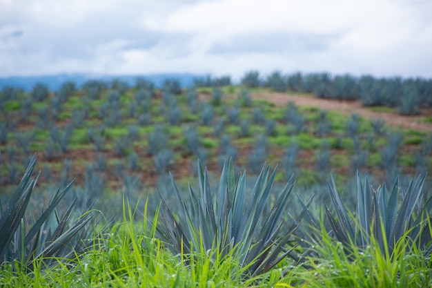 Paesaggio messicano dell'agave della tequila